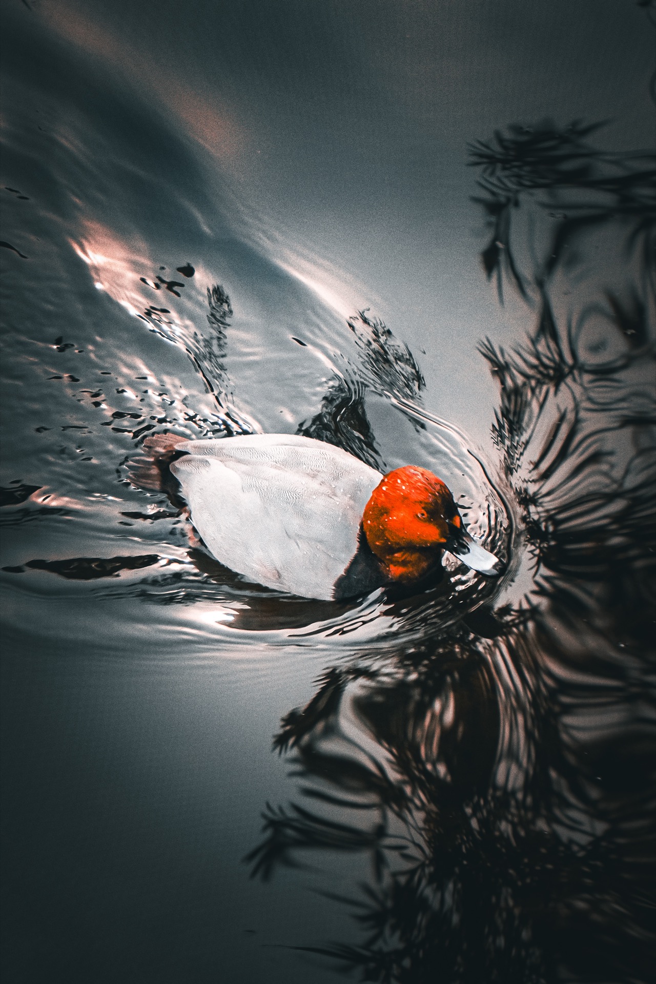 Redhead duck swimming among dark reflections