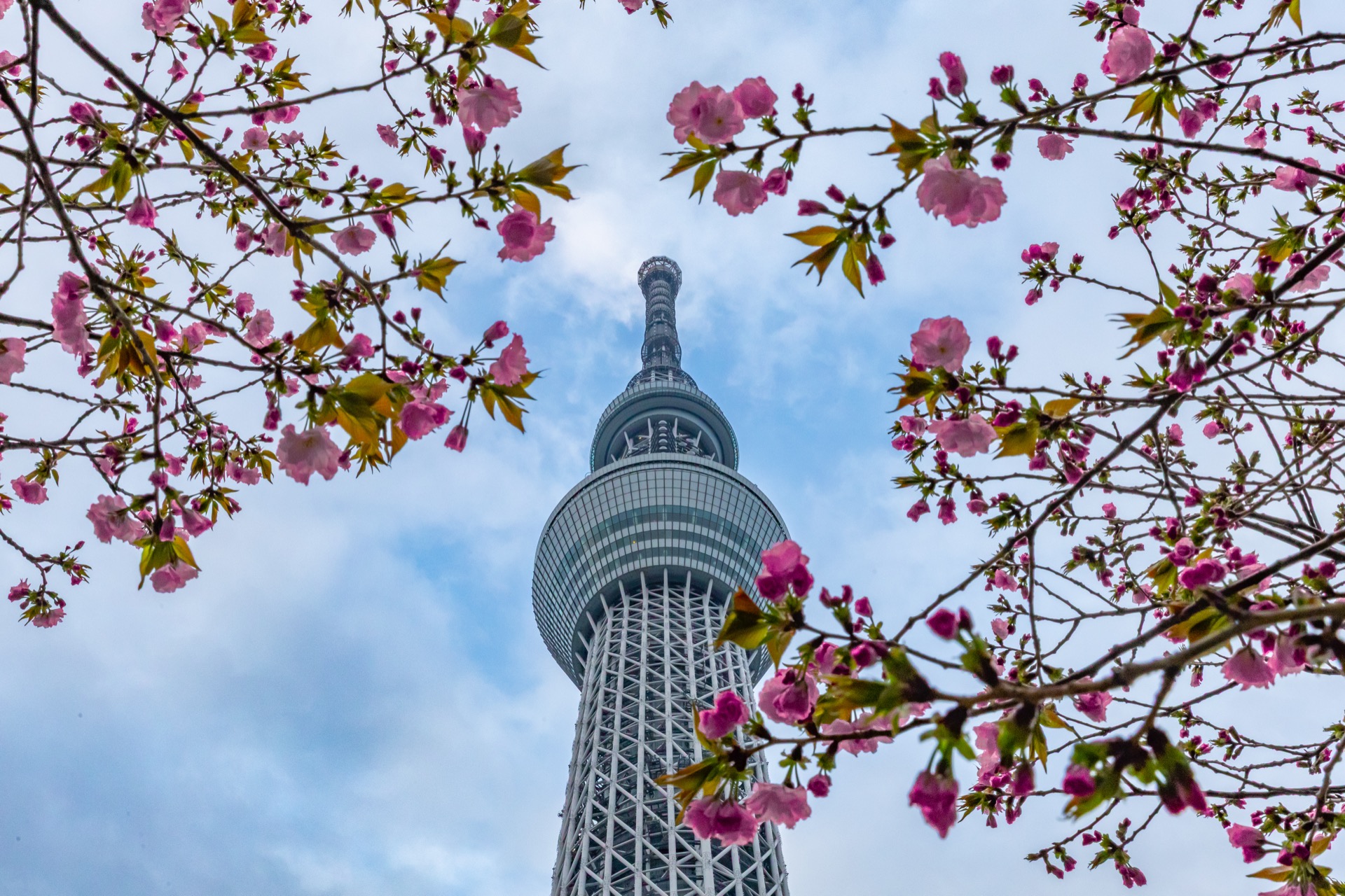 Tokyo Skytree framed by cherry blossoms
