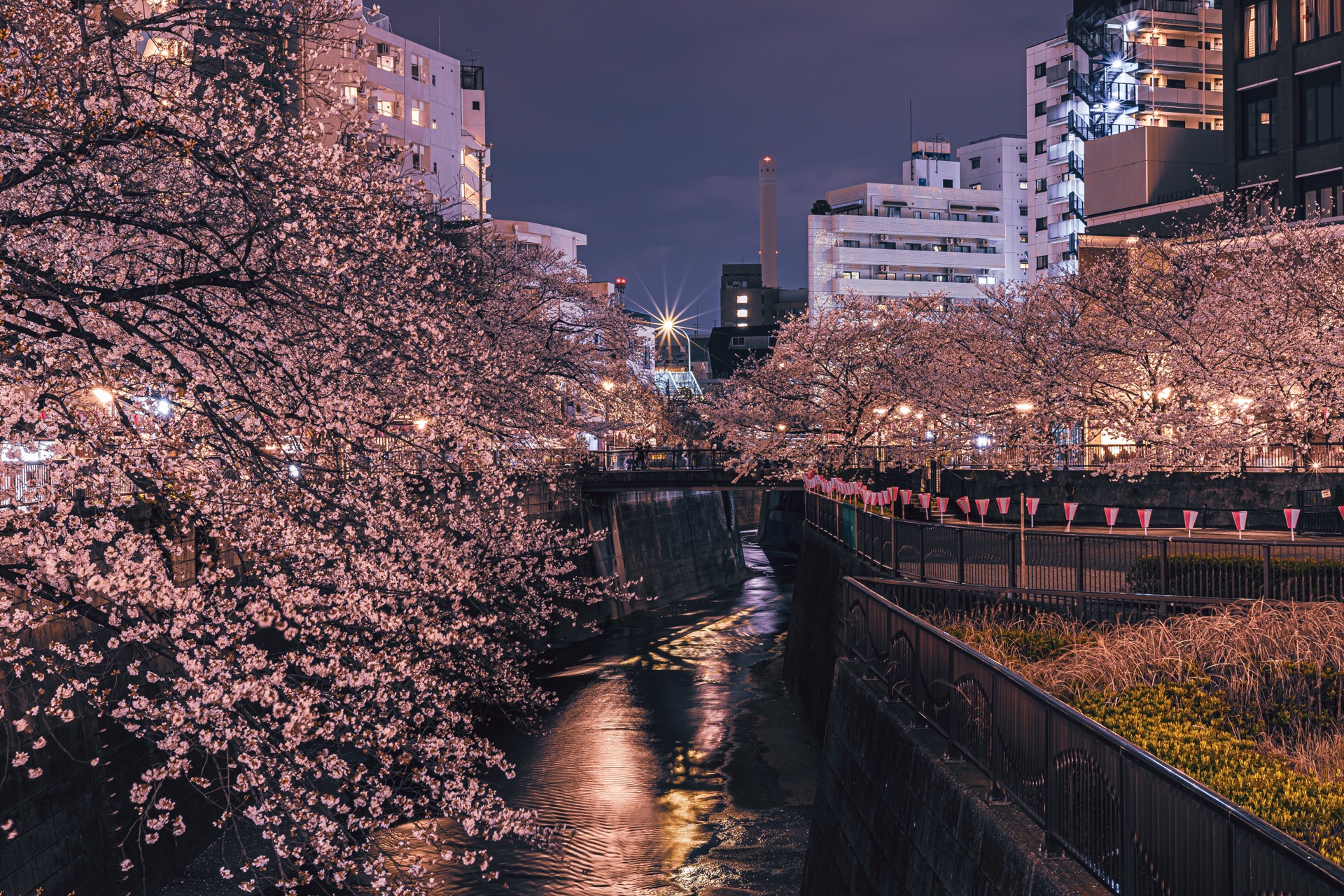 Sakura after dark
