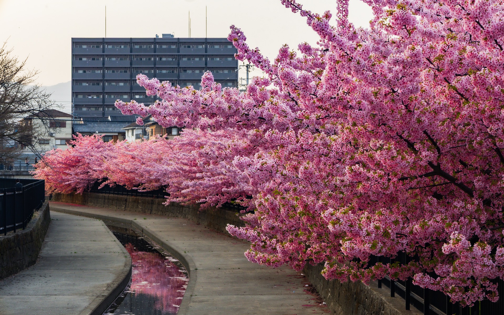 Pink cherry blossom trees lining a canal path